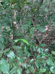 Eugenia candolleana