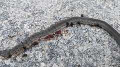 Cubophis vudii picticeps