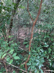 Eugenia candolleana
