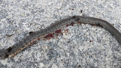 Cubophis vudii picticeps