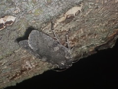 Lithophane laticinerea