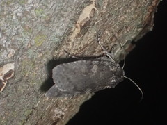 Lithophane laticinerea