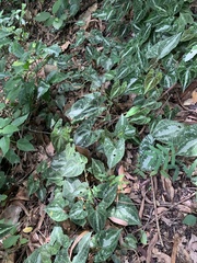 Dioscorea dodecaneura