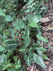 Dioscorea dodecaneura