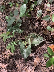 Dioscorea dodecaneura