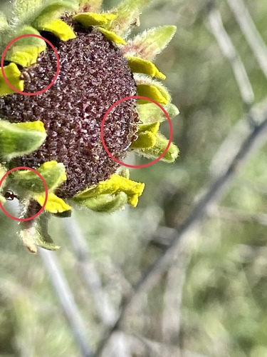 iNaturalist observation photo of Argentine Ant