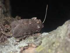 Lithophane antennata