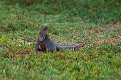 Cyclura nubila caymanensis