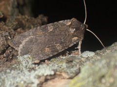 Lithophane antennata