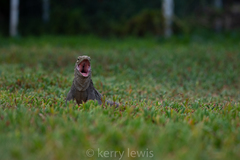 Cyclura nubila caymanensis