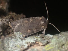 Lithophane antennata
