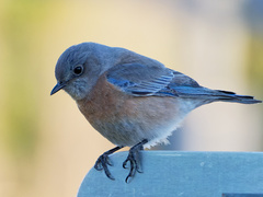 Sialia mexicana