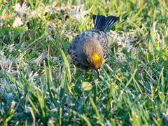 Setophaga coronata