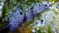Amphiroa rigida