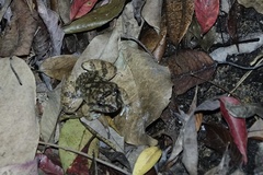 Limnonectes fragilis