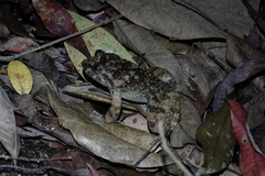 Limnonectes fragilis