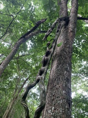 Schnella microstachya