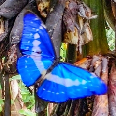 Morpho cypris