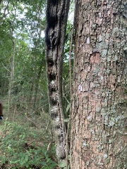 Schnella microstachya