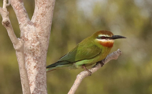 Olive Bee-eater