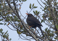 Turdus serranus
