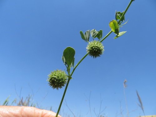 Representative image of Medicago ciliaris