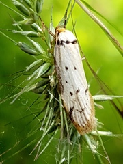 Philobota thiocrossa