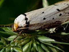 Philobota thiocrossa