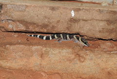 Oedura fimbria
