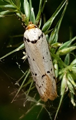 Philobota thiocrossa