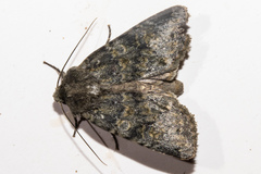 Ichneutica virescens