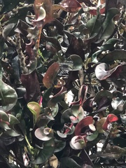 Codiaeum variegatum