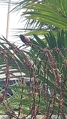 Lonchura atricapilla