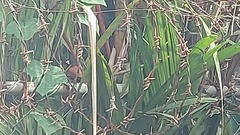 Lonchura atricapilla