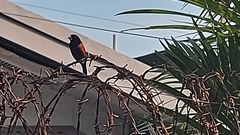 Lonchura atricapilla