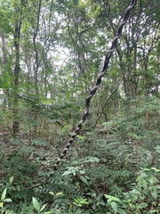 Schnella microstachya