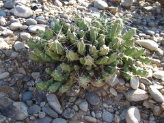 Cylindropuntieae