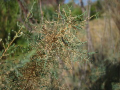 Diorhabda sublineata