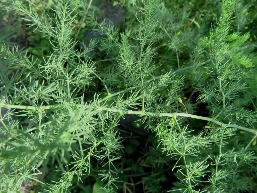 Asparagus palaestinus