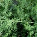Asparagus palaestinus - Photo (c) יאיר אור, some rights reserved (CC BY-NC-SA), uploaded by יאיר אור