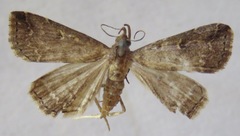 Noctuidae