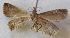 Noctuidae
