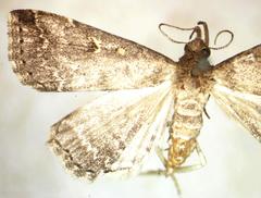 Noctuidae