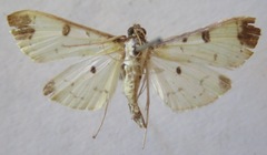 Pyralidae