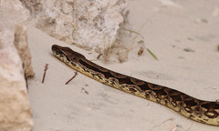 Acrantophis dumerili