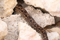 Acrantophis dumerili