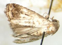 Pyralidae