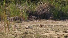 Pterocles personatus