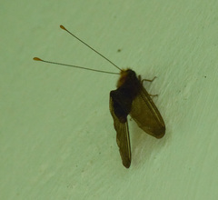 Cordulecerus