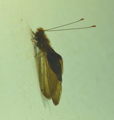 Cordulecerus